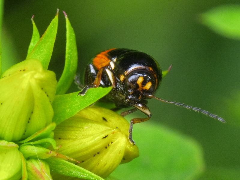 Cryptocephalus (Cryptocephalus) moraei (Linnaeus, 1758)